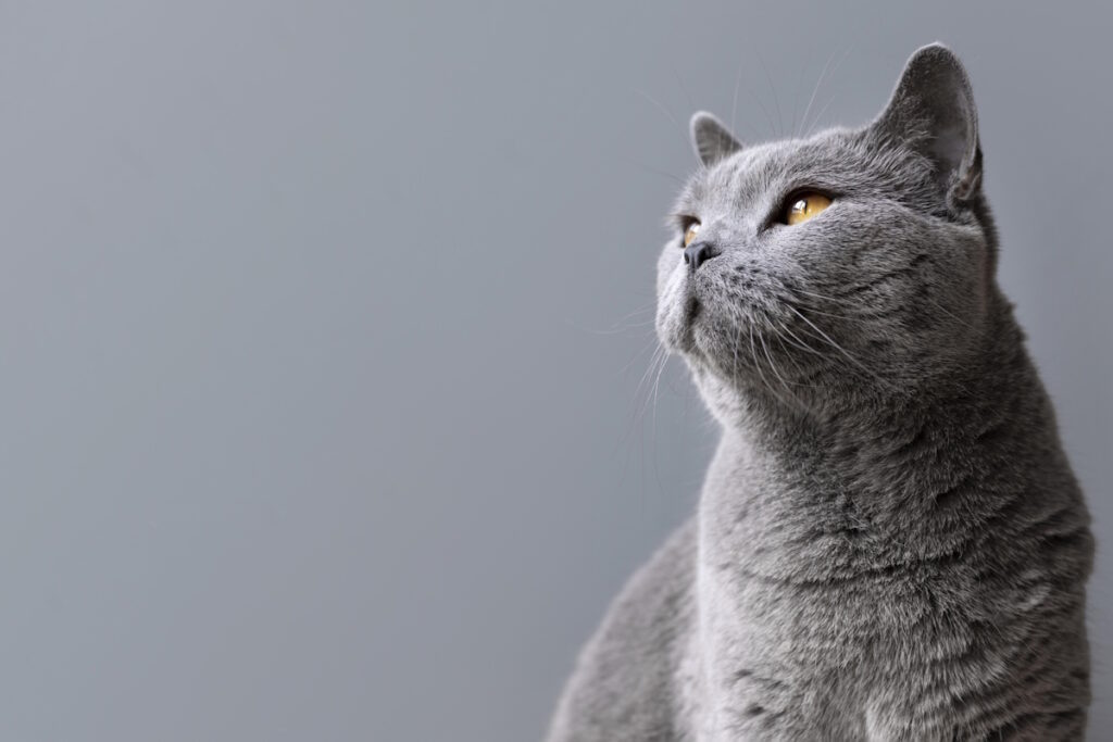 complementos mascotas gato salou