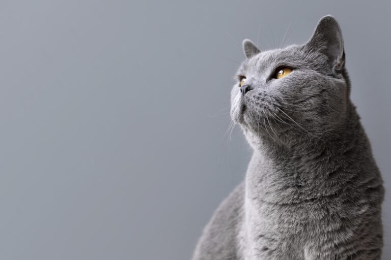 complementos mascotas gato salou
