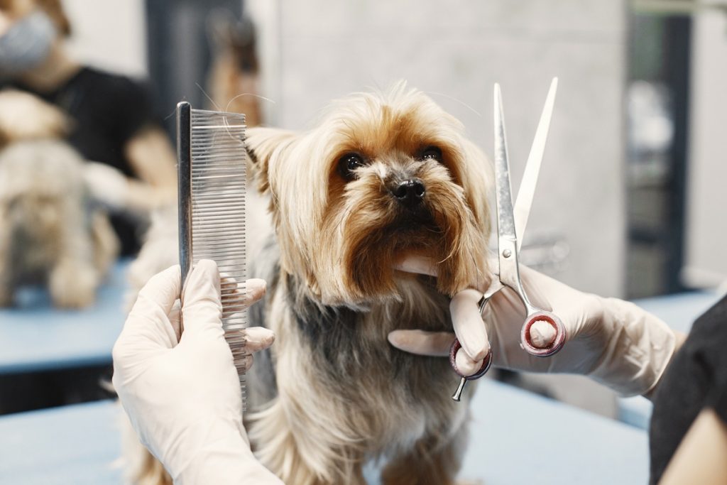 peluqueria canina mascotas thalassa cambrils