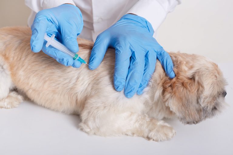 Servicios 3 Veterinarian in latex loves dong injection for dog, vet holds syringe in hands, dog lying on table, puppy needs vaccination, domestic animal in veterinary clinic.