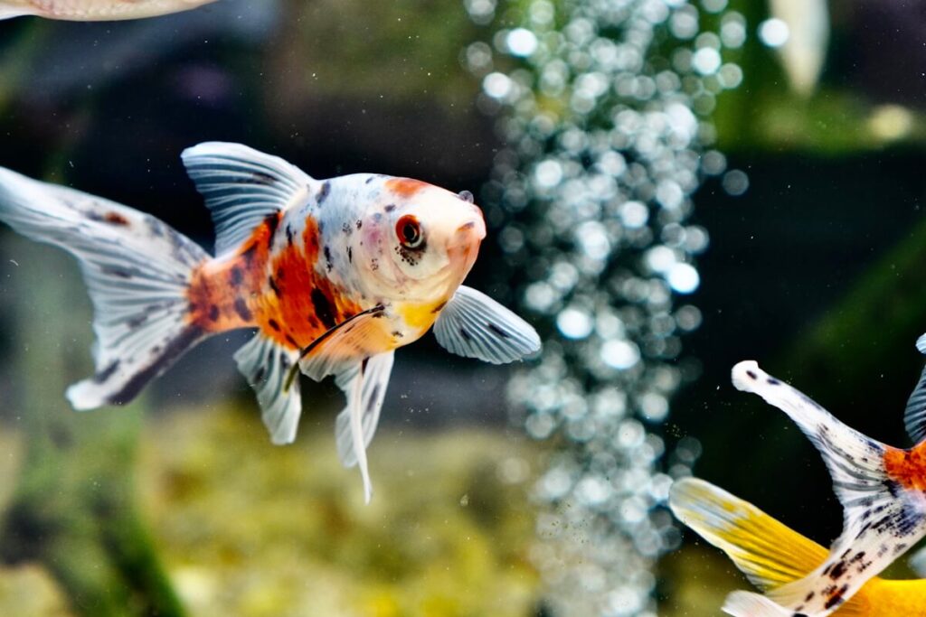 tienda animales peces agua fria salou 1