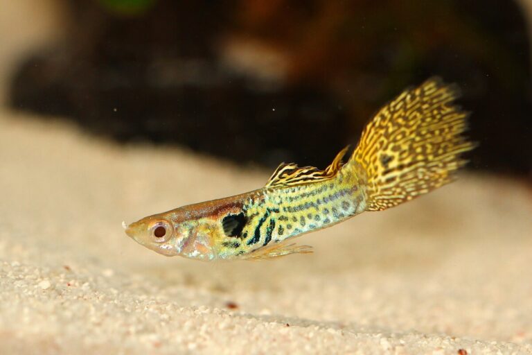 Mascotas 1 tienda-animales-peces-tropicales-salou
