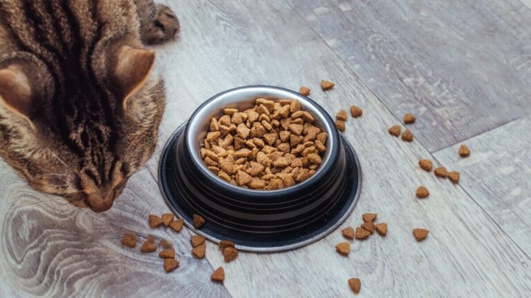 Alimento para gatos en Salou