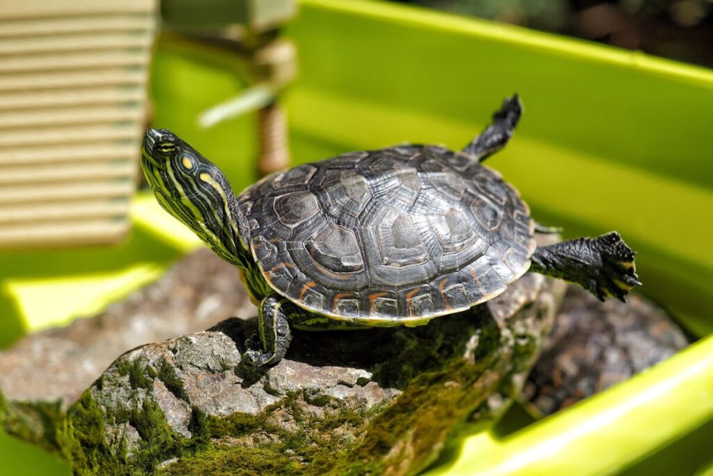 tienda animales tortugas agua salou