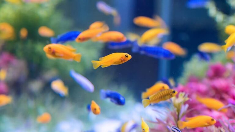 Alimento para peces y tortugas en Salou