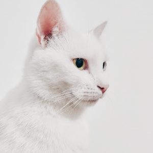 Un gato blanco relacionado con el cuidado animal