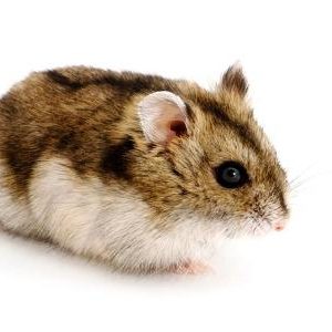 CREATOR: gd-jpeg v1.0 (using IJG JPEG v62), quality = 75